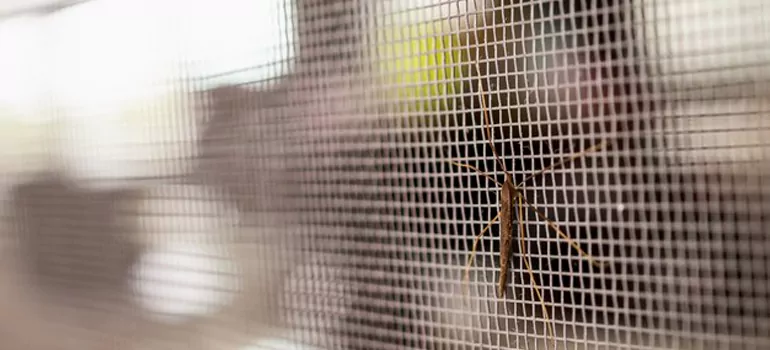 Repair Mosquito Mesh For Windows in Lauderdale Lakes, FL